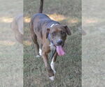 Small #1 Catahoula Leopard Dog Mix
