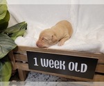 Small Photo #5 Labrador Retriever Puppy For Sale in KATHLEEN, GA, USA