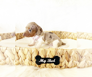 Dachshund Puppy for sale in DAVIS, CA, USA