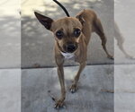 Small #2 Chihuahua