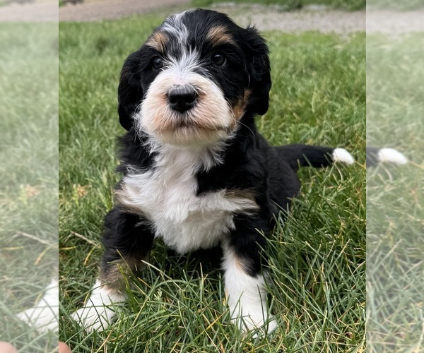 Medium Photo #9 Bernedoodle Puppy For Sale in LONGMONT, CO, USA