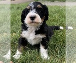 Small #8 Bernedoodle