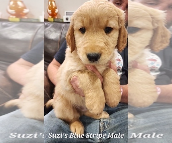 Medium Photo #3 Golden Retriever Puppy For Sale in KINGMAN, AZ, USA
