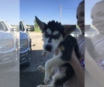 Small Photo #19 Siberian Husky Puppy For Sale in KELLYVILLE, OK, USA