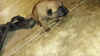 Belgian Malinois Puppy for sale in SPRINGFIELD, IL, USA