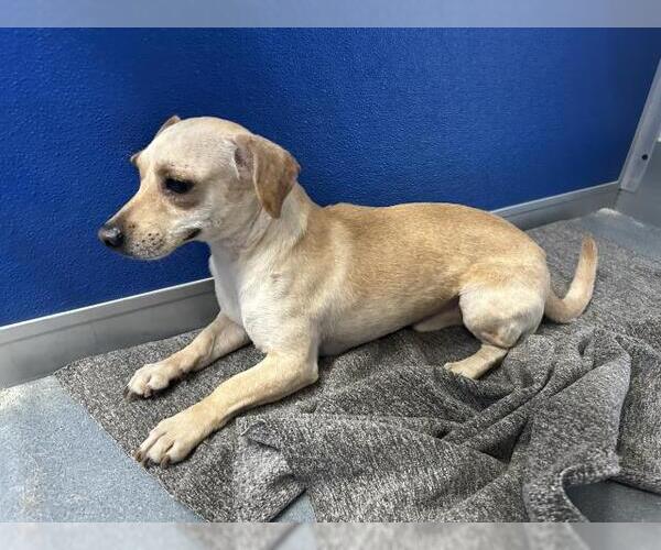 Medium Photo #1 Chihuahua-Unknown Mix Puppy For Sale in Visalia, CA, USA
