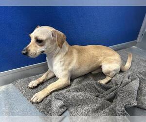 Chihuahua-Unknown Mix Dogs for adoption in Visalia, CA, USA