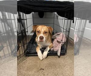 American Staffordshire Terrier Dogs for adoption in San Antonio, TX, USA