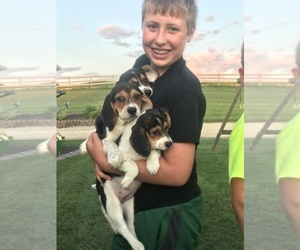 Beagle Puppy for sale in NEW VIENNA, IA, USA