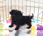 Image preview for Ad Listing. Nickname: Cooper