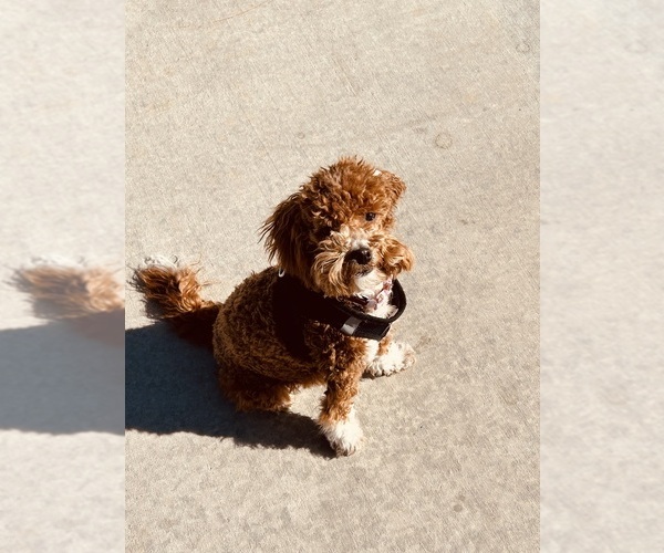 Medium Photo #1 Goldendoodle (Miniature) Puppy For Sale in LAS VEGAS, NV, USA