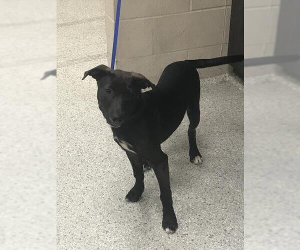 Medium Photo #1 Labrador Retriever-Unknown Mix Puppy For Sale in Conroe, TX, USA