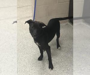Labrador Retriever-Unknown Mix Dogs for adoption in Conroe, TX, USA