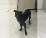 Small Labrador Retriever Mix