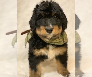Bernedoodle Puppy for sale in DALE, IN, USA