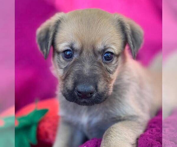 Medium Photo #4 Labrador Retriever-Unknown Mix Puppy For Sale in San Diego, CA, USA