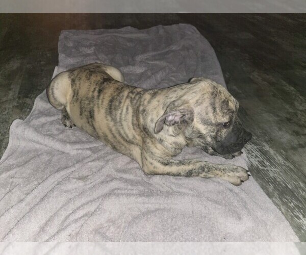 Medium Photo #3 Boerboel-Cane Corso Mix Puppy For Sale in TOMBALL, TX, USA