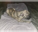 Small Photo #3 Boerboel-Cane Corso Mix Puppy For Sale in TOMBALL, TX, USA