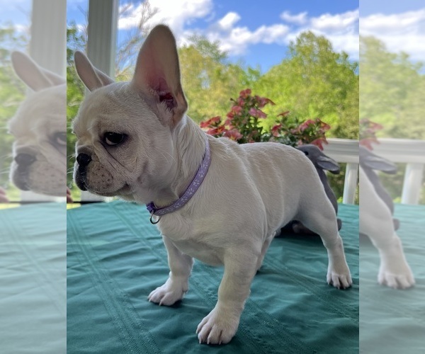 Medium Photo #11 French Bulldog Puppy For Sale in BOLIVAR, MO, USA