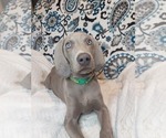 Small Photo #6 Weimaraner Puppy For Sale in ELKTON, KY, USA