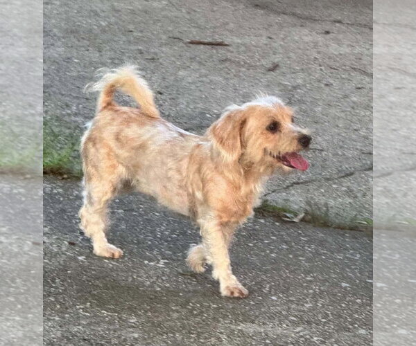 Medium Photo #2 Doxiepoo (Miniature) Puppy For Sale in Oakhurst, NJ, USA