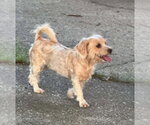 Small #1 Doxiepoo (Miniature)