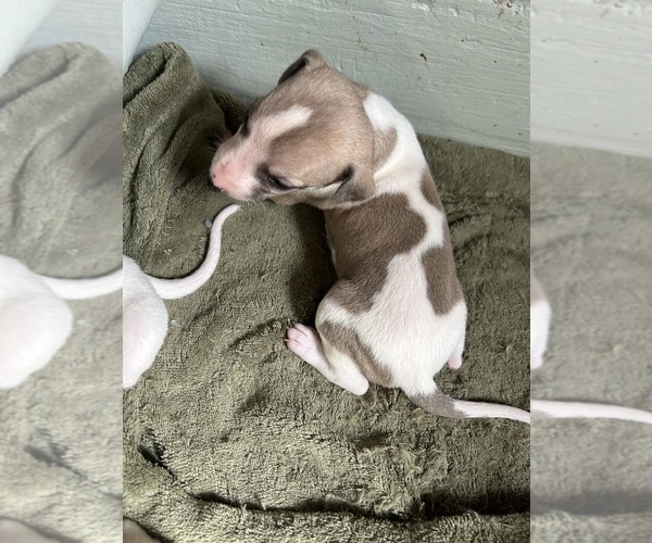 Medium Photo #1 Whippet Puppy For Sale in ONEIDA, TN, USA