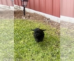 Small Photo #13 Poodle (Toy) Puppy For Sale in ROCK HILL, SC, USA