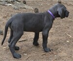 Small #5 Great Dane