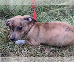 Small #5 Chihuahua Mix
