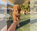 Puppy Puppy 5 Goldendoodle (Miniature)