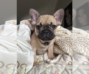 French Bulldog Puppy for Sale in OJAI, California USA