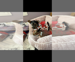 Small #3 Yorkshire Terrier