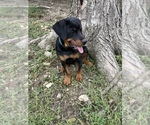 Small Photo #1 Rottweiler Puppy For Sale in COLUMBIA, TN, USA