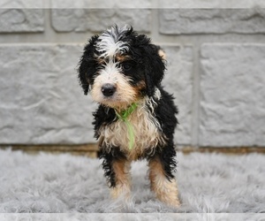 Bernedoodle Puppy for sale in MILLERSBURG, OH, USA