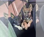 Small Photo #1 German Shepherd Dog Puppy For Sale in BAKERSFIELD, CA, USA