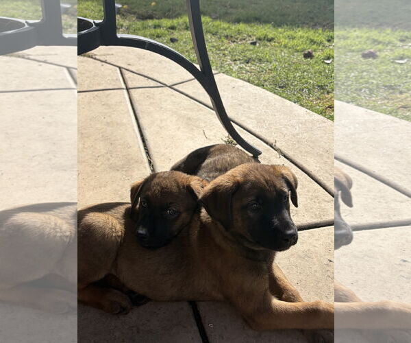 Medium Photo #6 Mutt Puppy For Sale in San Diego, CA, USA