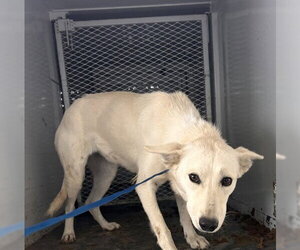 Siberian Husky Dogs for adoption in Bakersfield, CA, USA