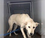 *RAINBOW - Female Siberian Husky Dog for Adoption - Small photo