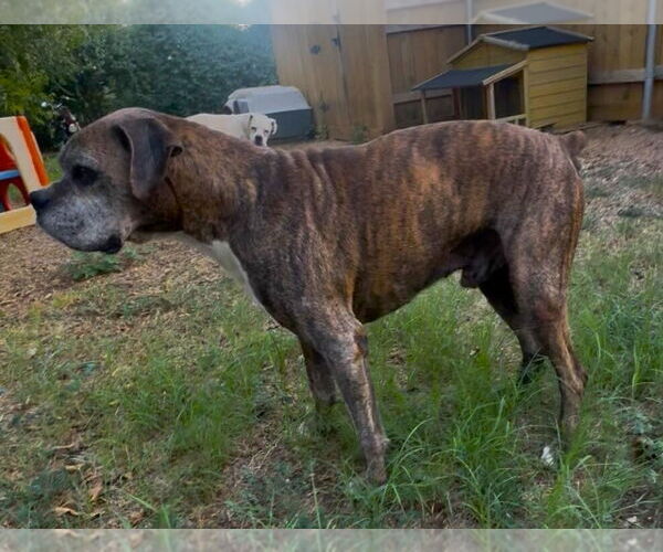 Medium Photo #3 Boxer Puppy For Sale in Austin, TX, USA