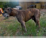 Small #2 Boxer
