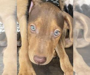 Doberman Pinscher Dogs for adoption in Bakersfield, CA, USA