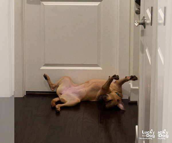 Medium Photo #4 Boxador Puppy For Sale in Washington, DC, USA