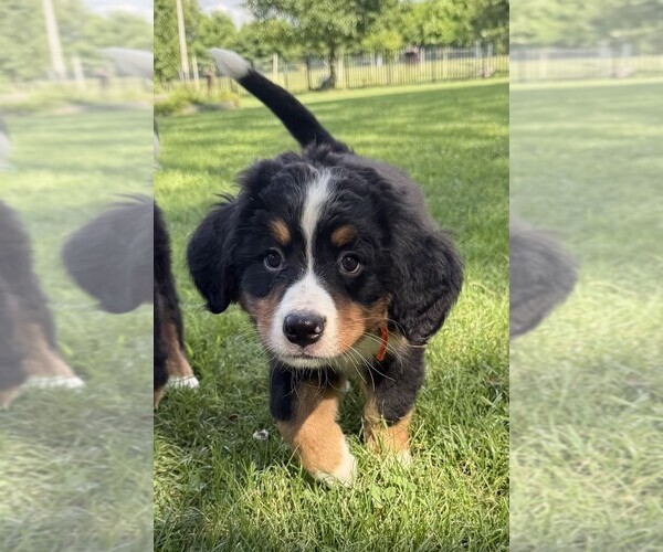 Medium Photo #27 Bernese Mountain Dog Puppy For Sale in SPRINGFIELD, OH, USA