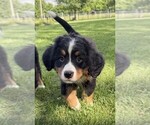 Small Photo #27 Bernese Mountain Dog Puppy For Sale in SPRINGFIELD, OH, USA