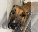 Small Boxer Mix