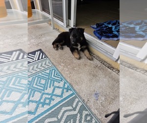 German Shepherd Dog Puppy for sale in EDGEWATER, FL, USA