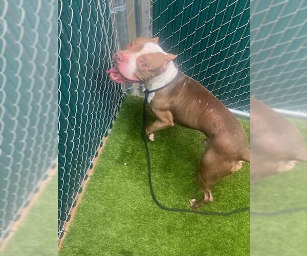 Medium Photo #1 American Pit Bull Terrier-Unknown Mix Puppy For Sale in Downey, CA, USA