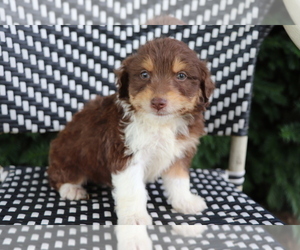 Aussiedoodle Miniature Puppy for sale in SHILOH, OH, USA