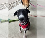 Small Labrador Retriever Mix